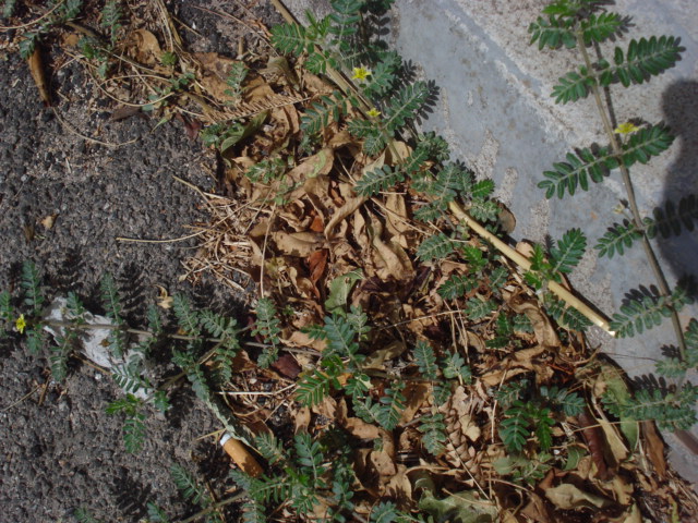 Tribulus terrestris