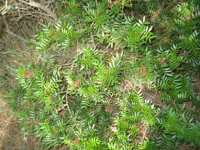 Pistacia lentiscus