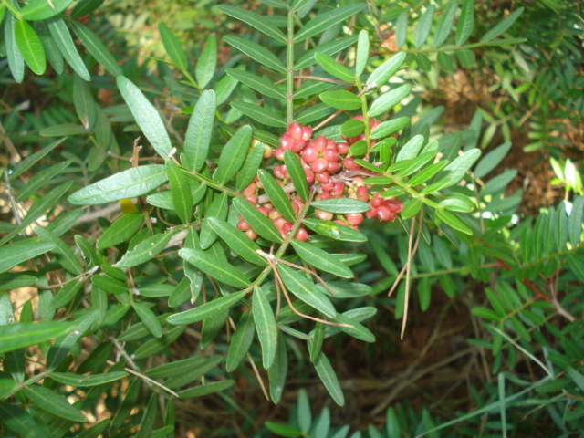 Pistacia lentiscus