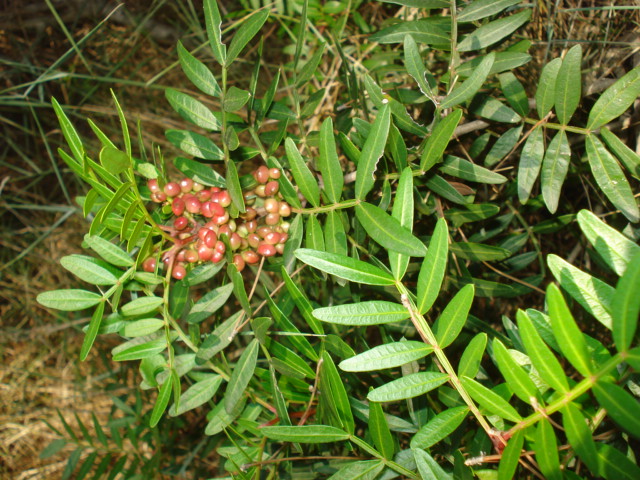 Pistacia lentiscus