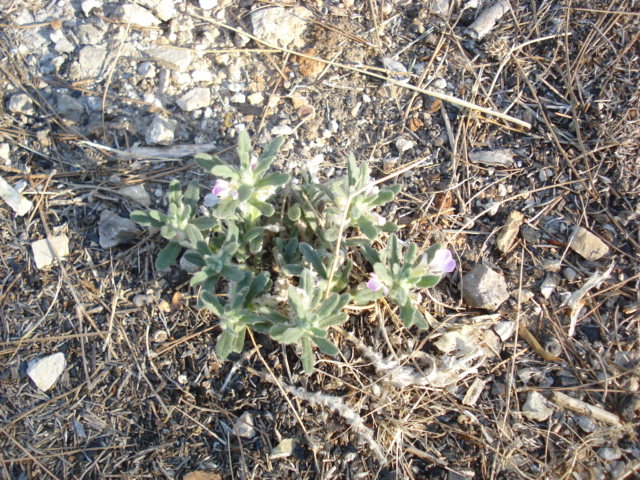 Ajuga iva / Iva moscata