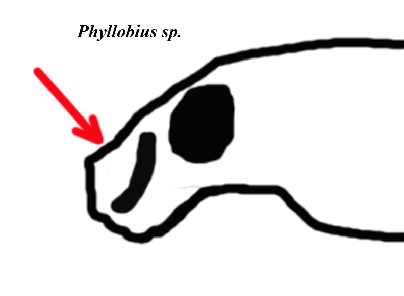 Curculionidae dal Trentino: Phyllobius sp.