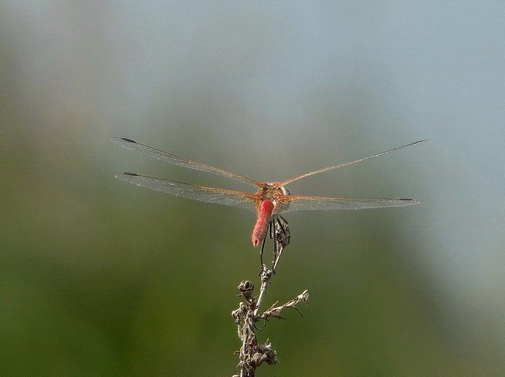 Incredibile ma ....  Sympetrum striolatum