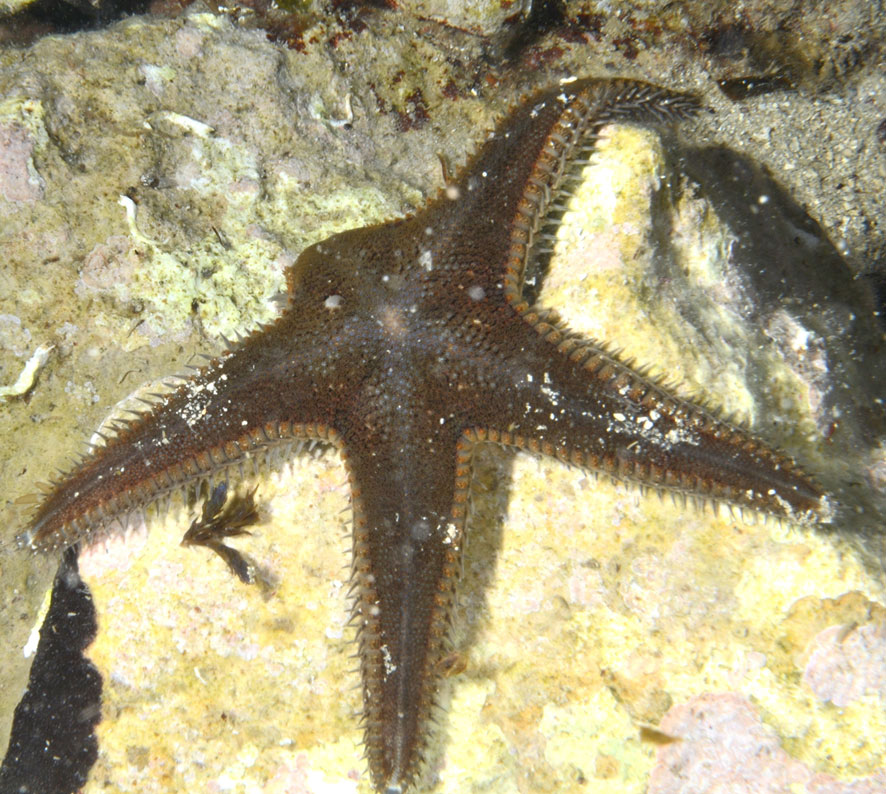 Astropecten spinulosus (Philippi, 1837) , Natura Mediterraneo | Forum ...