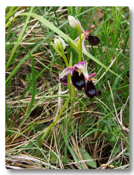 Orchidee Toscane