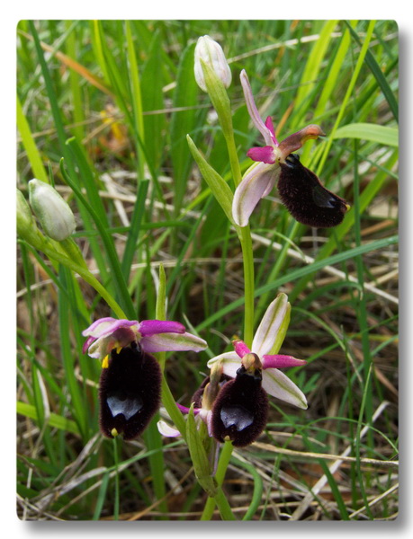 Orchidee Toscane