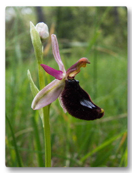 Orchidee Toscane