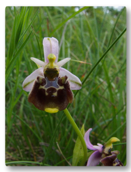 Orchidee Toscane