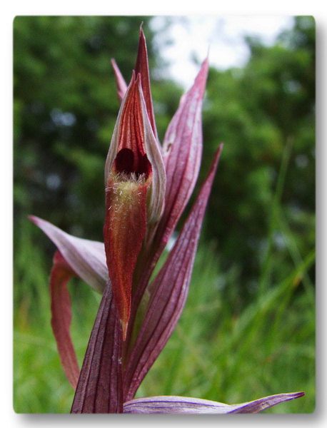 Orchidee Toscane