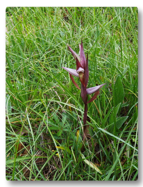 Orchidee Toscane