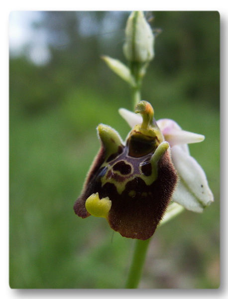 Orchidee Toscane