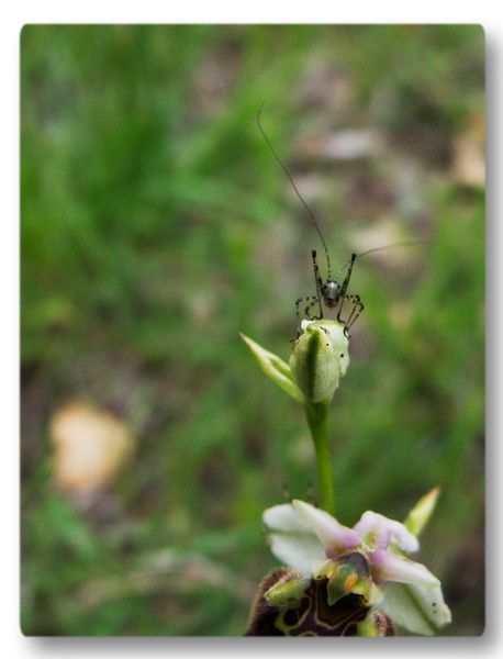 Orchidee Toscane