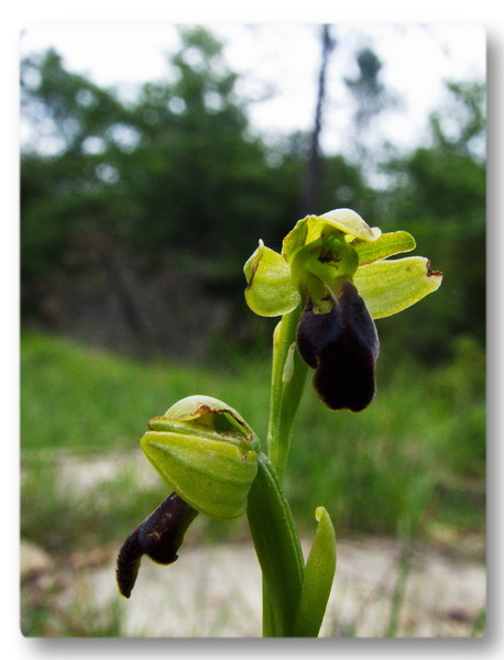 Orchidee Toscane