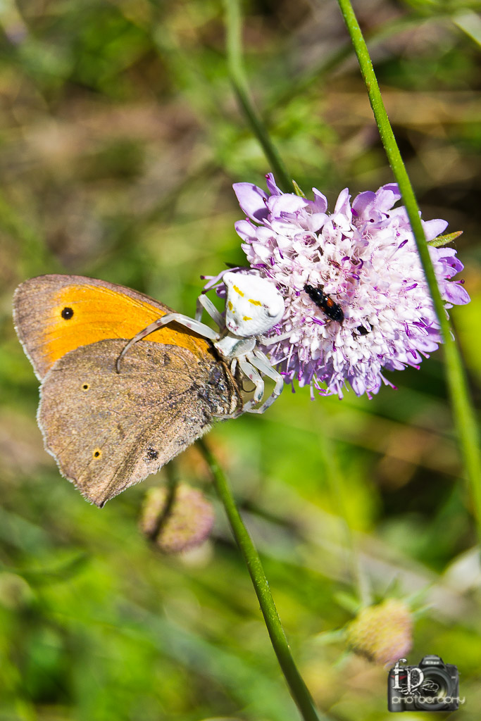 Thomisus onustus