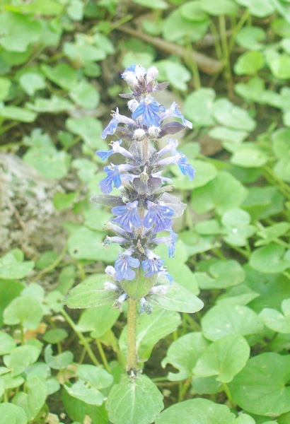 Ajuga reptans L.