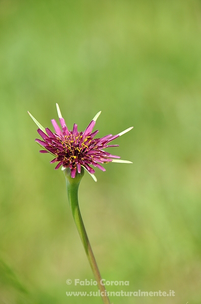 Tragopogon porrifolius