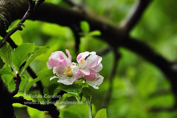 Malus sylvestris