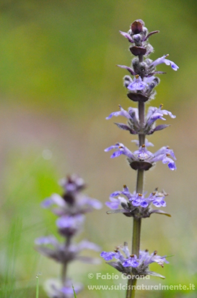 Pianta appenninica senza nome 2 - Ajuga reptans