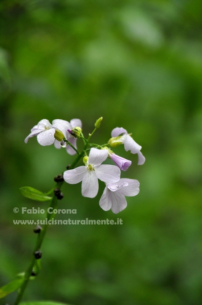 Cardamine bulbifera