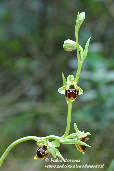 Ophrys conradiae