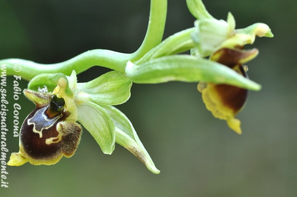 Ophrys conradiae