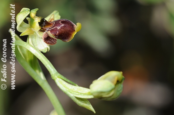 Ophrys conradiae