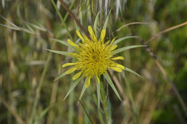 abitudini.... Tragopogon dubius