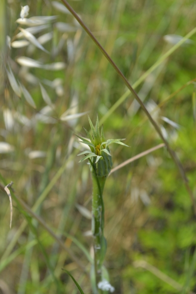 abitudini.... Tragopogon dubius