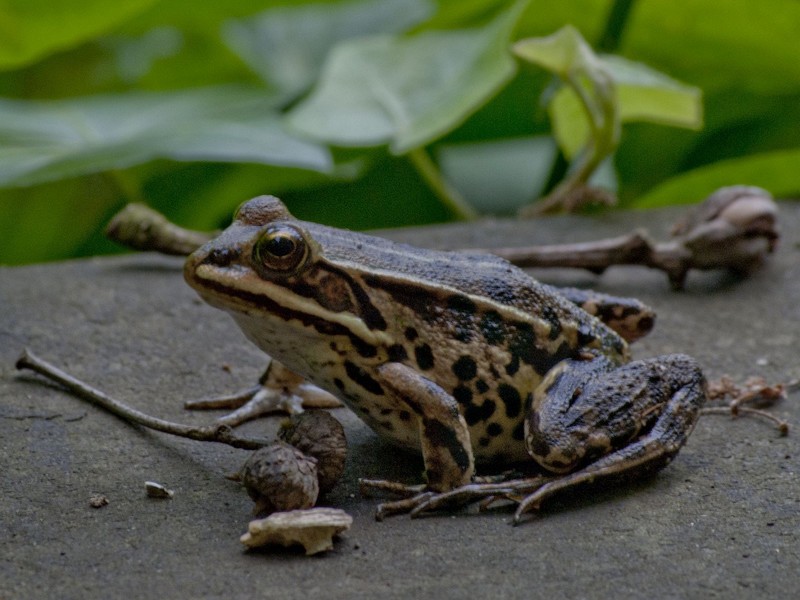 Che specie ? Pelophylax sp. (prov. Napoli)