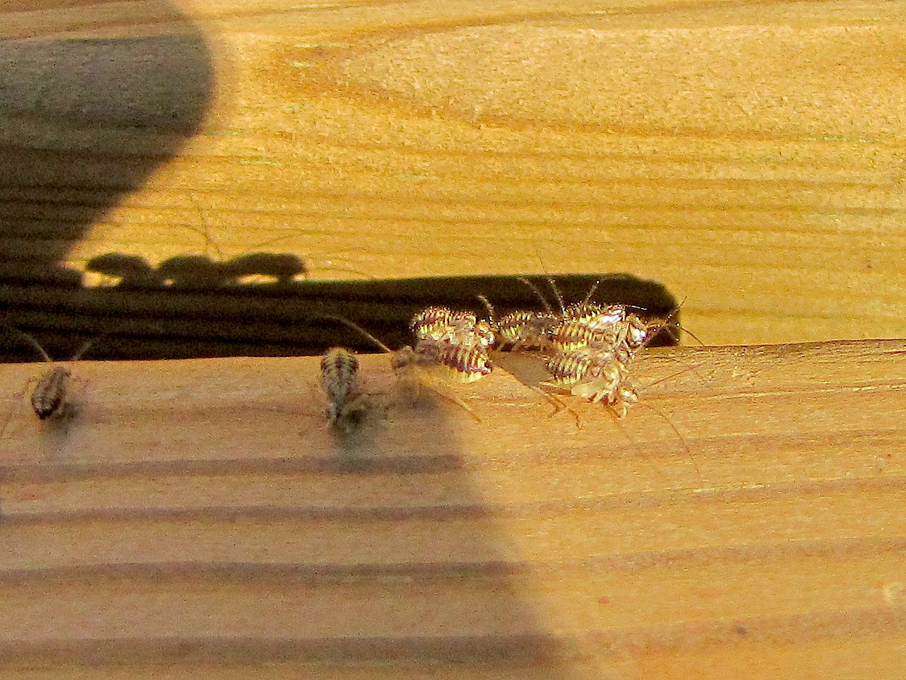 Psocoptera