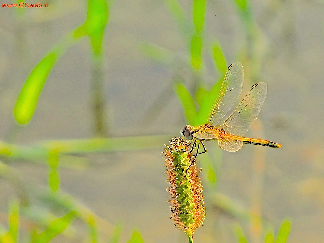 Femmina di Sympetrum fonscolombii?