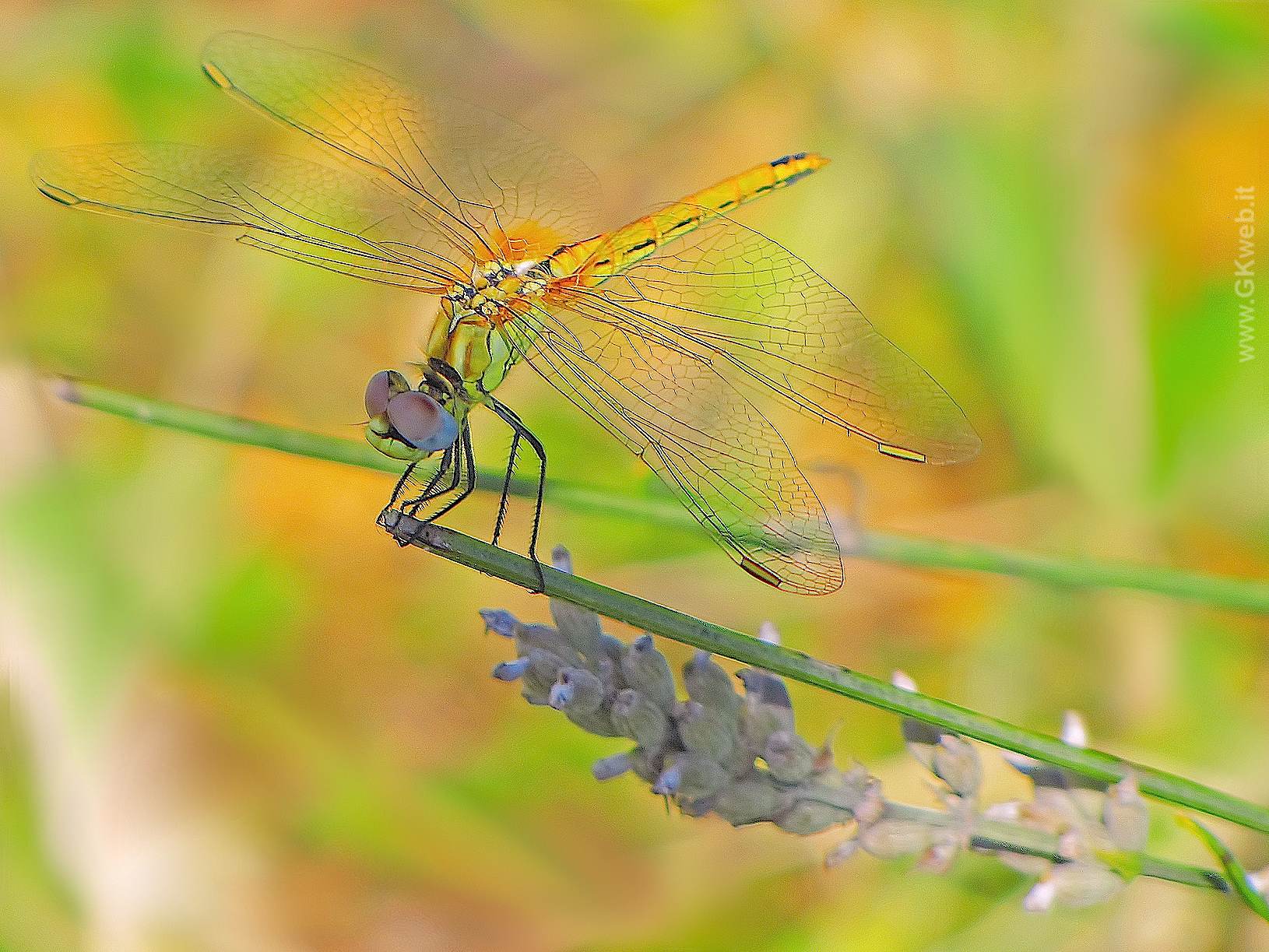 Sympetrum fonscolombii: femmina?