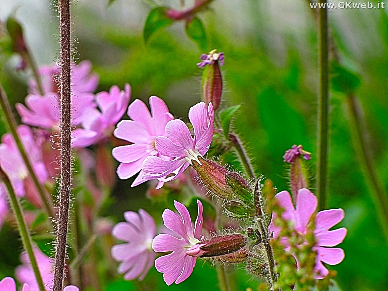 Silene dioica