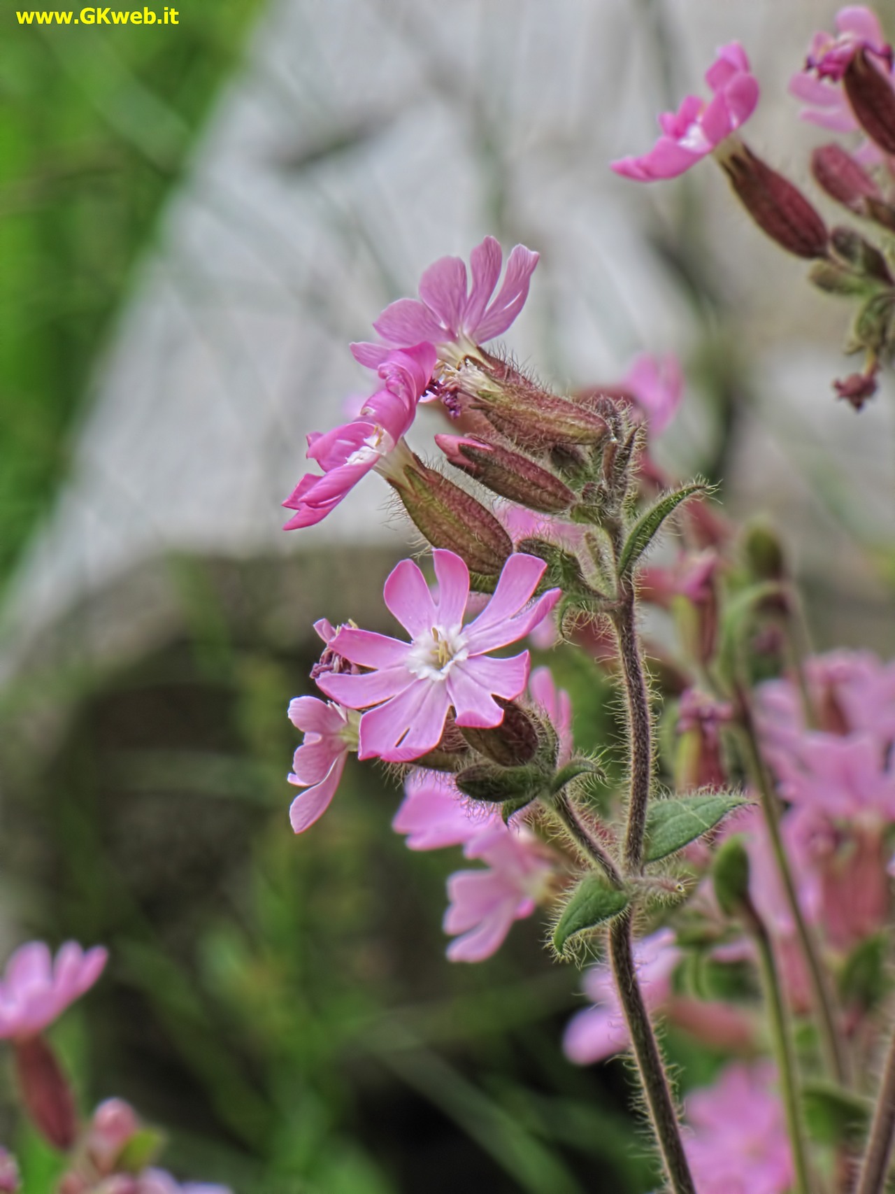 Silene dioica