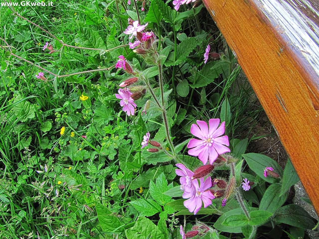 Silene dioica