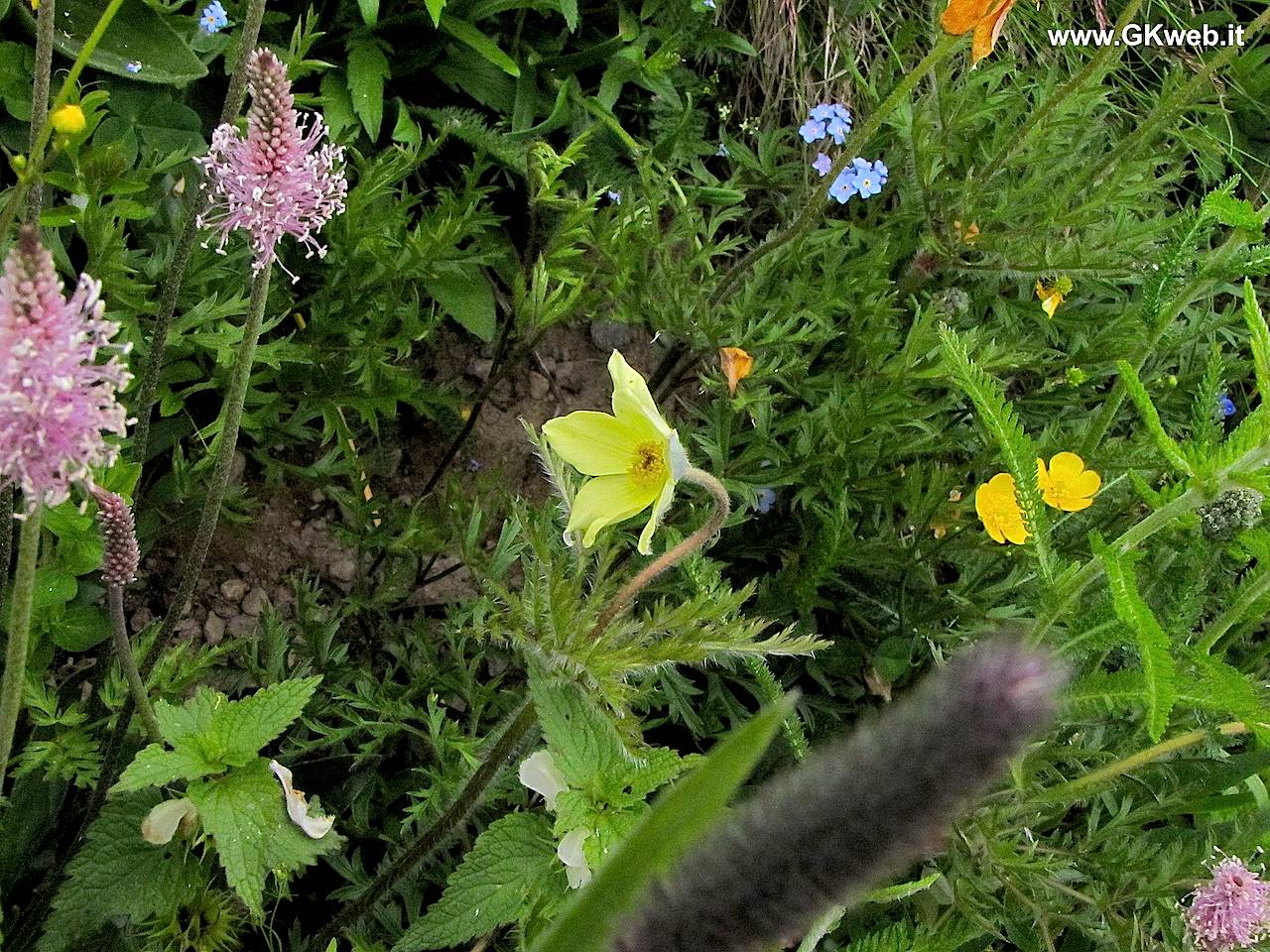 Pulsatilla alpina ssp. apiifolia.