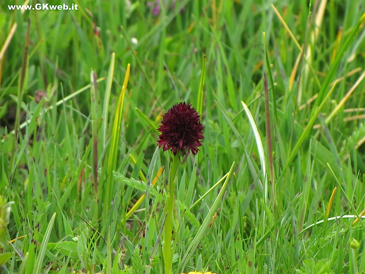 Nigritella sp.