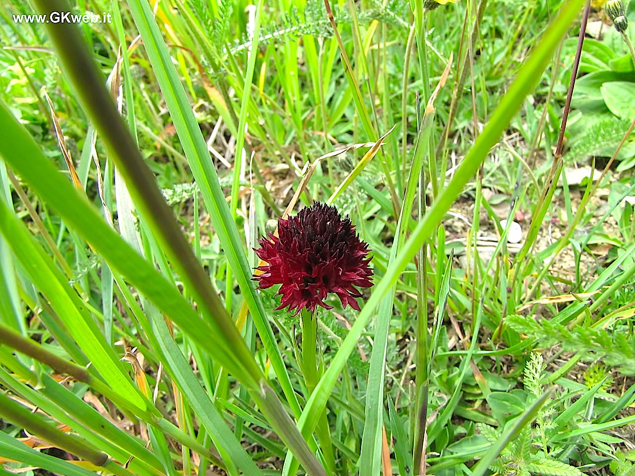 Nigritella sp.