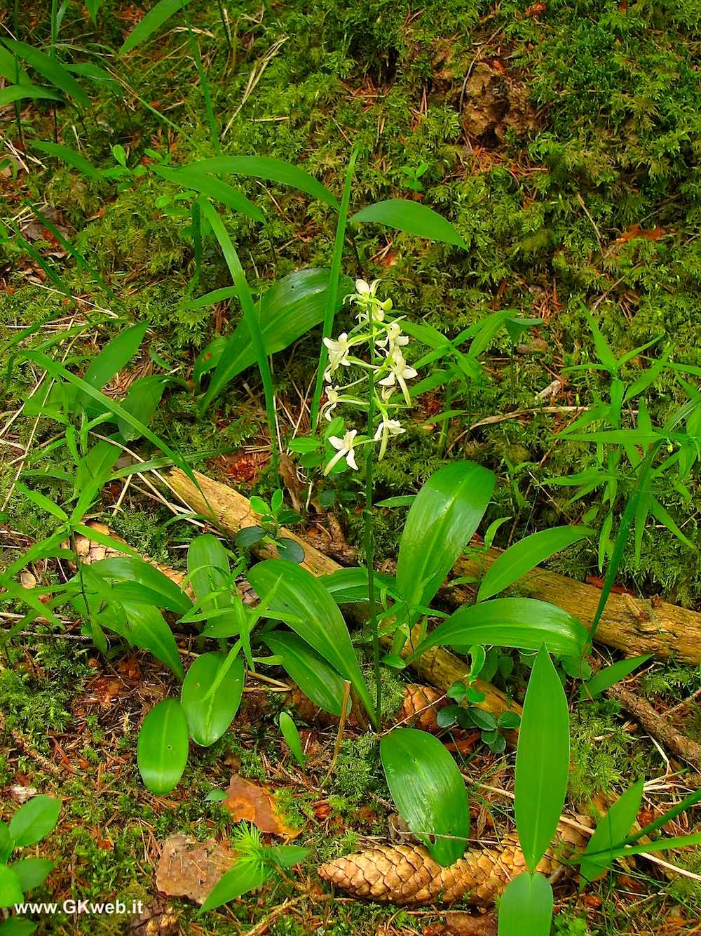 Platanthera bifolia?