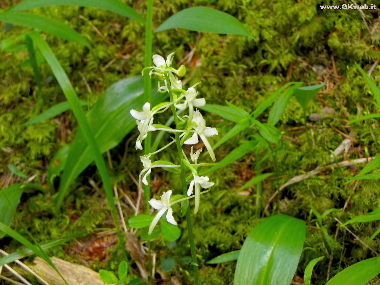 Platanthera bifolia?