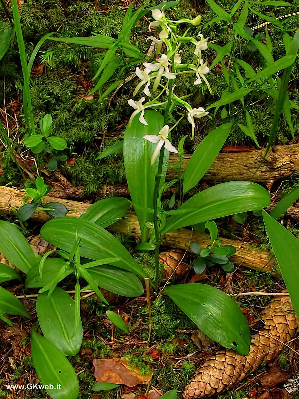 Platanthera bifolia?