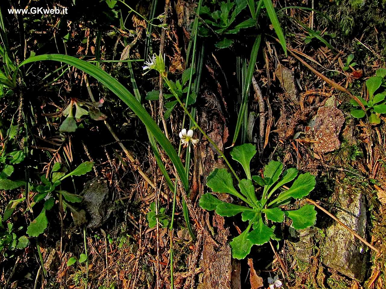 Saxifraga cuneifolia / Sassifraga a foglia cuneate