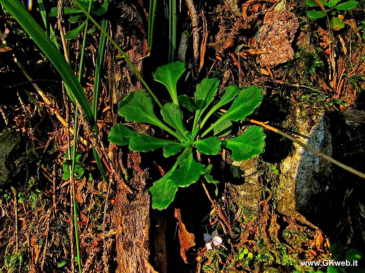 Saxifraga cuneifolia / Sassifraga a foglia cuneate