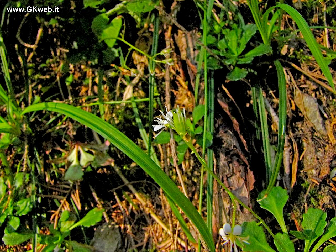 Saxifraga cuneifolia / Sassifraga a foglia cuneate