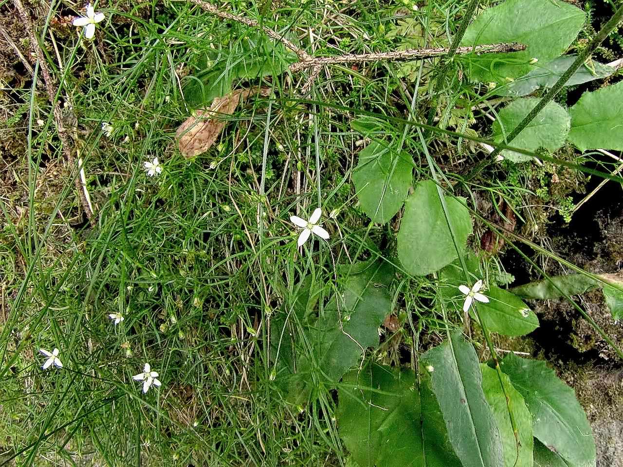 Moehringia muscosa / Erba paglina