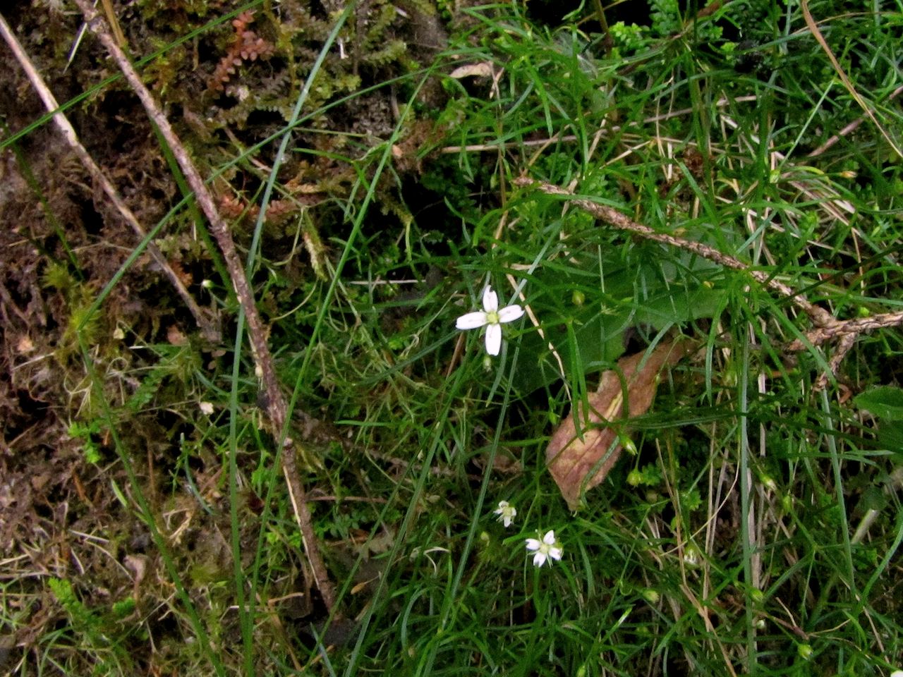 Moehringia muscosa / Erba paglina