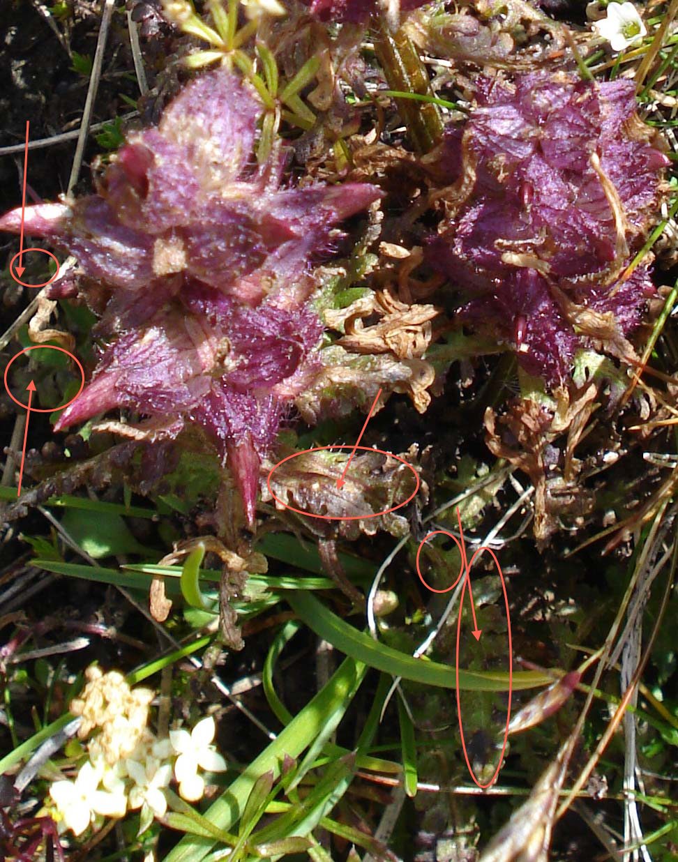 Frutti di Pedicularis sp.