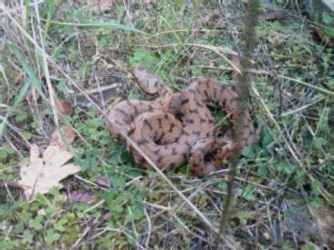 Per gli amici toscani: 2 segnalazioni di E.quatuorlineata