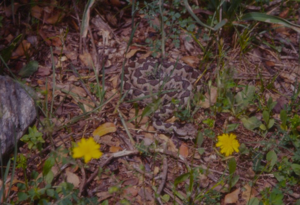 Alcune foto di vipere in natura