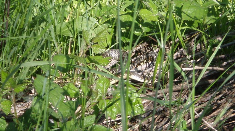 Alcune foto di biacchi in natura